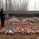 Flayed fox meat from a Chinese fur farm.